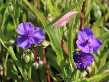 Dreimasterblume &#8218;Purwell Giant&#8216;, Tradescantia x andersoniana &#8218;Purwell Giant&#8216;, Topfware