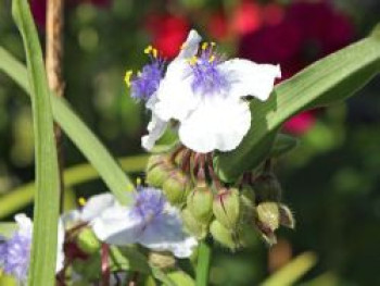 Dreimasterblume &#8218;Snow Bank&#8216;, Tradescantia x andersoniana &#8218;Snow Bank&#8216;, Topfware