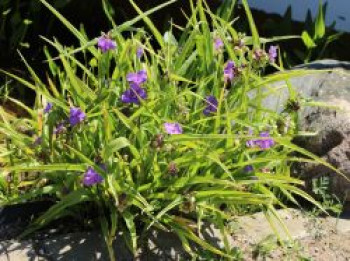 Dreimasterblume &#8218;Zwanenburg Blue&#8216;, Tradescantia x andersoniana &#8218;Zwanenburg Blue&#8216;, Topfware