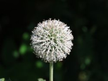 Drüsenblättrige Kugeldistel 'Niveus', Echinops sphaerocephalus 'Niveus', Topfware