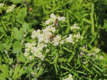 Dünnblättrige Scheinbergminze, Pycnanthemum flexuosum, Topfware