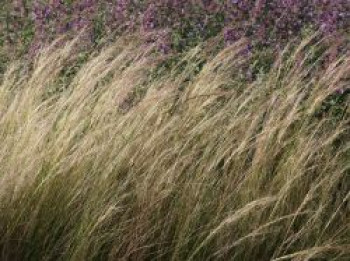 Dünnblättriges Federgras, Stipa tenuissima, Topfware