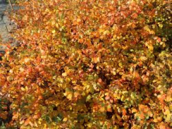 Duft-Essigbaum 'Grow Low', Rhus aromatica 'Grow Low', Topfware