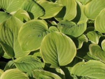 Duftende Lilien-Funkie 'Fragrant Bouquet', Hosta plantaginea 'Fragrant Bouquet', Topfware