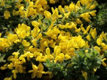 Duftender Kriechginster &#8218;Osiris&#8216;, 10-20 cm, Cytisus beanii &#8218;Osiris&#8216;, Containerware