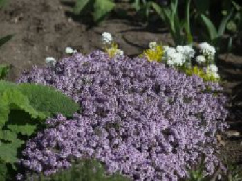 Duftender Thymian 'Duftkissen' ®, Thymus x cherlerioides 'Duftkissen' ®, Topfware