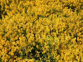 Duftender Zwergginster / Kriechginster, 10-20 cm, Cytisus beanii, Topfware