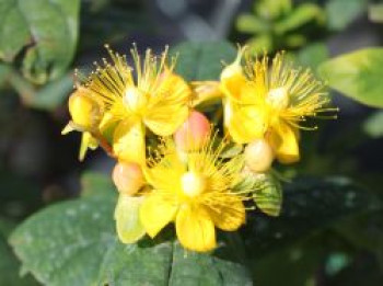 Duftloses Johanniskraut 'Magical Beauty', 30-40 cm, Hypericum x inodorum 'Magical Beauty', Containerware