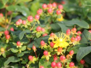 Duftloses Johanniskraut 'Magical Red Star', 30-40 cm, Hypericum x inodorum 'Magical Red Star', Containerware