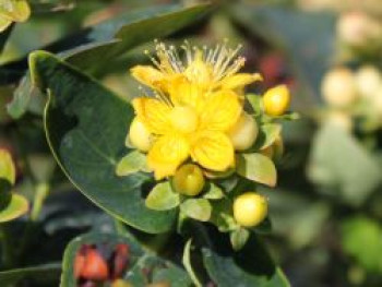 Duftloses Johanniskraut 'Magical Sunshine', 30-40 cm, Hypericum x inodorum 'Magical Sunshine', Containerware