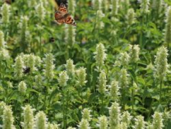 Duftnessel  &#8218;Alabaster&#8216;, Agastache rugosa &#8218;Alabaster&#8216;, Topfware