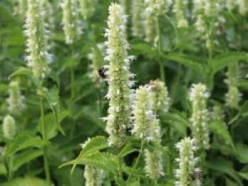 Asiatische Duftnessel 'Alba', Agastache rugosa 'Alba', Topfware