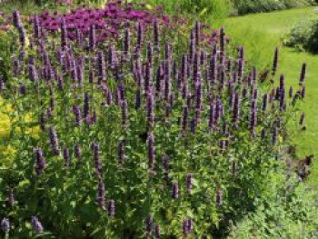 Duftnessel &#8218;Blue Boa&#8216;, Agastache rugosa &#8218;Blue Boa&#8216;, Topfware