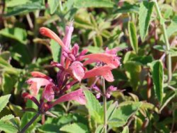 Duftnessel 'Fleur', Agastache mexicana 'Fleur', Topfware