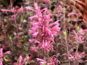 Duftnessel 'Morello', Agastache 'Morello', Topfware