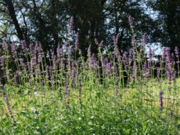 Duftnessel &#8218;Serpentine&#8216;, Agastache rugosa &#8218;Serpentine&#8216;, Topfware