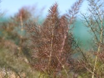 Dunkelblättriger Fenchel &#8218;Atropurpureum&#8216;, Foeniculum vulgare &#8218;Atropurpureum&#8216;, Topfware