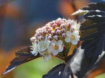 Dunkelrote Blasenspiere 'Diabolo', 100-150 cm, Physocarpus opulifolius 'Diabolo', Containerware