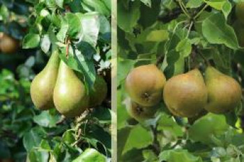 Duo-Birne, Spalier 'Conference' & 'Buerré Hardy', 80-100 cm, Pyrus communis 'Conference' & 'Buerré Hardy', Containerware