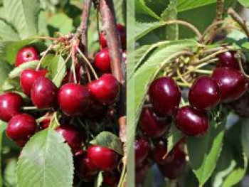 Duo-Süßkirsche, Spalier 'Regina' x Prunus avium 'Hedelfinger', 80-100 cm, Prunus avium 'Regina' & 'Hedelfinger', Containerware