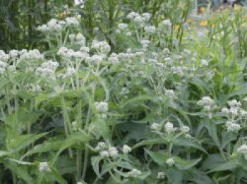 Durchwachsener Wasserdost, Eupatorium perfoliatum, Topfware