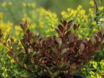 Echte Bärentraube / Europäische Bärentraube, 20-30 cm, Arctostaphylos uva-ursi, Containerware