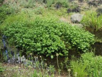 Echte Brunnenkresse, Nasturtium officinale, Topfware