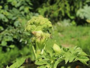 Echte Engelwurz, Angelica archangelica, Topfware