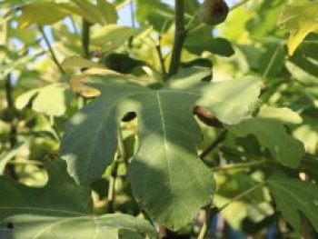 Echte Feige &#8218;Perretta&#8216;, 30-40 cm, Ficus carica &#8218;Perretta&#8216;, Containerware