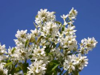 Echte Felsenbirne / Gemeine Felsenbirne, 100-150 cm, Amelanchier rotundifolia / ovalis, Containerware