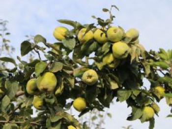 Echte Quitte / Apfelquitte 'Cydopom', Stamm 40-60 cm, 120-160 cm, Cydonia oblonga 'Cydopom', Containerware