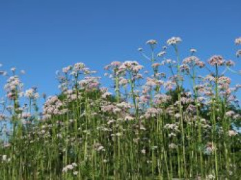 Echter Apotheker-Baldrian, Valeriana officinalis, Topfware