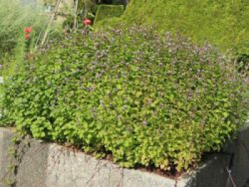 Oregano / Echter Dost, Origanum vulgare, Topfware