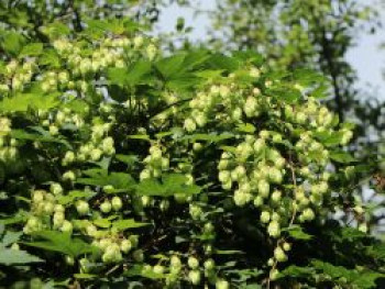 Echter Hopfen / Wilder Hopfen &#8218;Prima Donna&#8216;, Humulus lupulus &#8218;Prima Donna&#8216;, Containerware