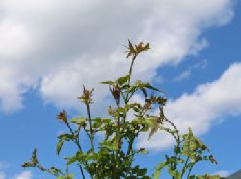 Echter Jasmin, 150-175 cm, Jasminum officinalis, Containerware