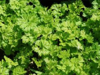 Echter Kerbel, Anthriscus cerefolium, Topfware