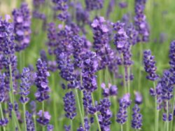 Echter Lavendel, Lavandula angustifolia, Topfware