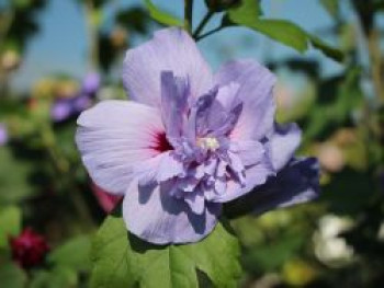 Echter Roseneibisch 'Blue Chiffon', 30-40 cm, Hibiscus 'Blue Chiffon', Containerware