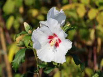 Echter Roseneibisch &#8218;French Point&#8216; ®, 40-60 cm, Hibiscus &#8218;French Point&#8216; ®, Containerware