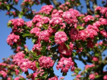 Echter Rotdorn 'Paul's Scarlet', 100-150 cm, Crataegus laevigata 'Paul's Scarlet', Containerware