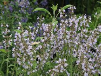 Echter Salbei / Apotheker Salbei / Gewürz-Salbei, Salvia officinalis, Topfware