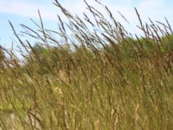 Echter Schaf-Schwingel, Festuca ovina, Topfware