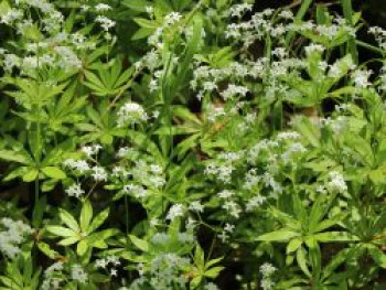 Echter Waldmeister, Galium odoratum, Topfware