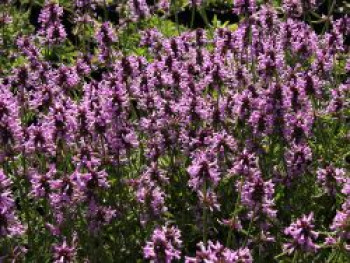 Echter Ziest / Heilender Ziest, Stachys officinalis, Topfware