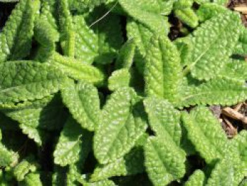 Echter Ziest 'Ukkie', Stachys officinalis 'Ukkie', Topfware