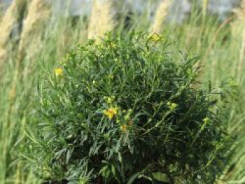 Echtes Johanniskraut 'Sunny Boulevard', 50-80 cm, Hypericum kalmianum 'Sunny Boulevard', Containerware XXL