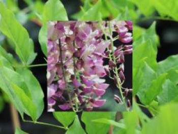 Edelblauregen 'Honbeni', 40-60 cm, Wisteria floribunda 'Honbeni', Containerware