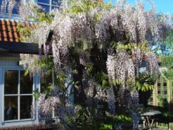 Edelblauregen &#8218;Pink Ice&#8216;, 60-100 cm, Wisteria floribunda &#8218;Pink Ice&#8216;, Containerware