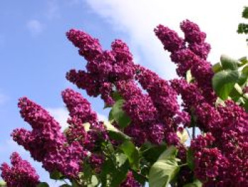 Edelflieder  &#8218;Andenken an Ludwig Späth&#8216;, 30-40 cm, Syringa vulgaris &#8218;Andenken an Ludwig Späth&#8216;, Containerware