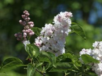 Edelflieder &#8218;Beauty of Moscow&#8216;, 10-20 cm, Syringa vulgaris &#8218;Beauty of Moscow&#8216;, Topfware